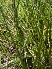 Zaluzianskya microsiphon