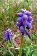 Muscari botryoides
