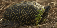 Terrapene carolina bauri