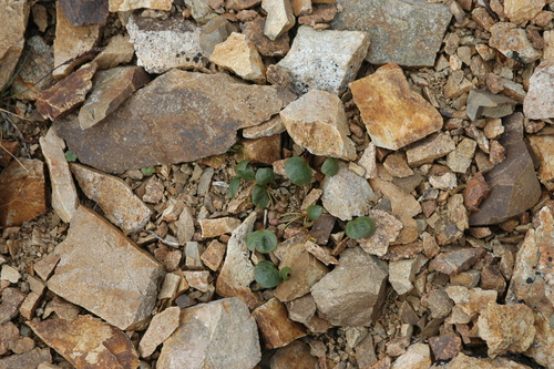 Image of Claytonia ogilviensis by (c) Syd Cannings, some rights reserved (CC BY)