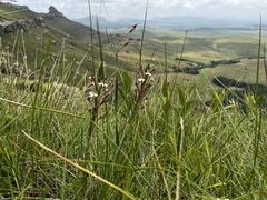 Zaluzianskya microsiphon