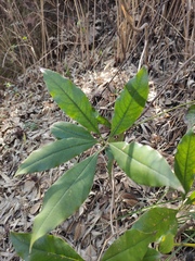 Pittosporum illicioides