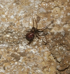 Steatoda grossa