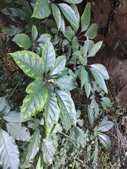 Heptapleurum heptaphyllum