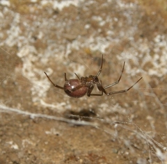 Steatoda grossa