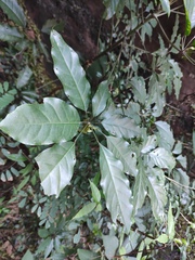 Heptapleurum heptaphyllum