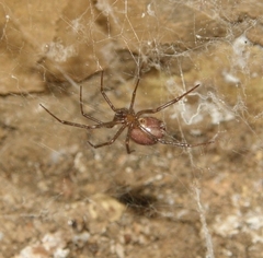 Steatoda grossa