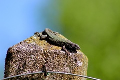Podarcis muralis