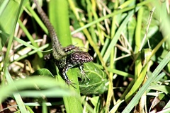 Podarcis muralis