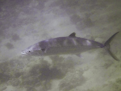 Scomberomorus regalis