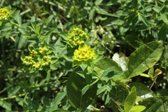 Euphorbia verrucosa