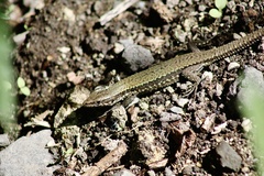 Podarcis muralis