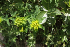 Euphorbia verrucosa
