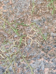 Selaginella nipponica