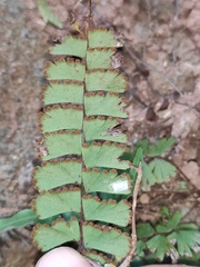 Adiantum malesianum