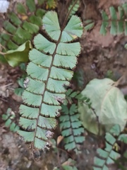 Adiantum malesianum