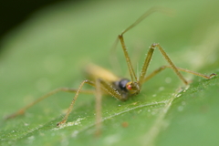 Zelus