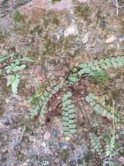 Adiantum malesianum