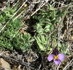 Viola beckwithii