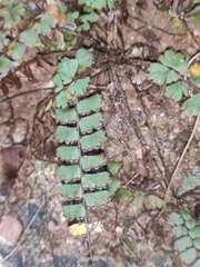 Adiantum malesianum