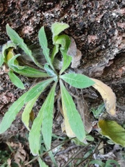 Thyrocarpus sampsonii