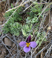 Viola beckwithii