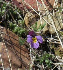 Viola beckwithii