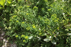 Euphorbia verrucosa