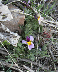 Viola beckwithii