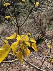 Firmiana danxiaensis