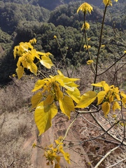 Firmiana danxiaensis