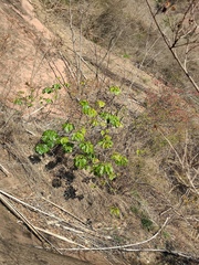 Firmiana danxiaensis