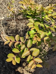 Lagerstroemia indica