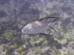 Trachinotus goodei
