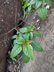 Discocleidion rufescens