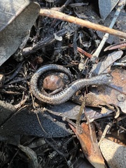 Batrachoseps gabrieli