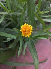Pascalia glauca
