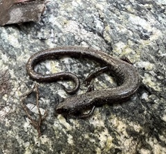 Batrachoseps gabrieli