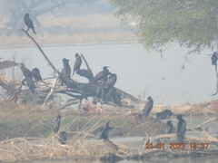 Phalacrocorax fuscicollis