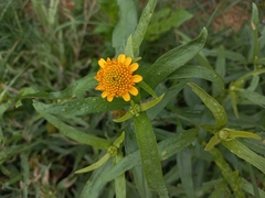 Pascalia glauca