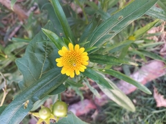 Pascalia glauca