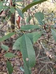 Photinia serratifolia