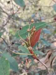 Photinia serratifolia