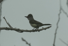 Myiarchus tyrannulus