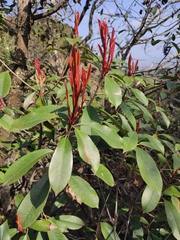 Photinia serratifolia