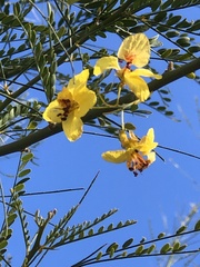 Parkinsonia