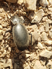 Carabus