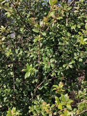 Quercus phillyreoides