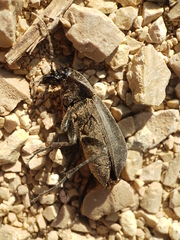 Carabus