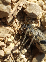Carabus